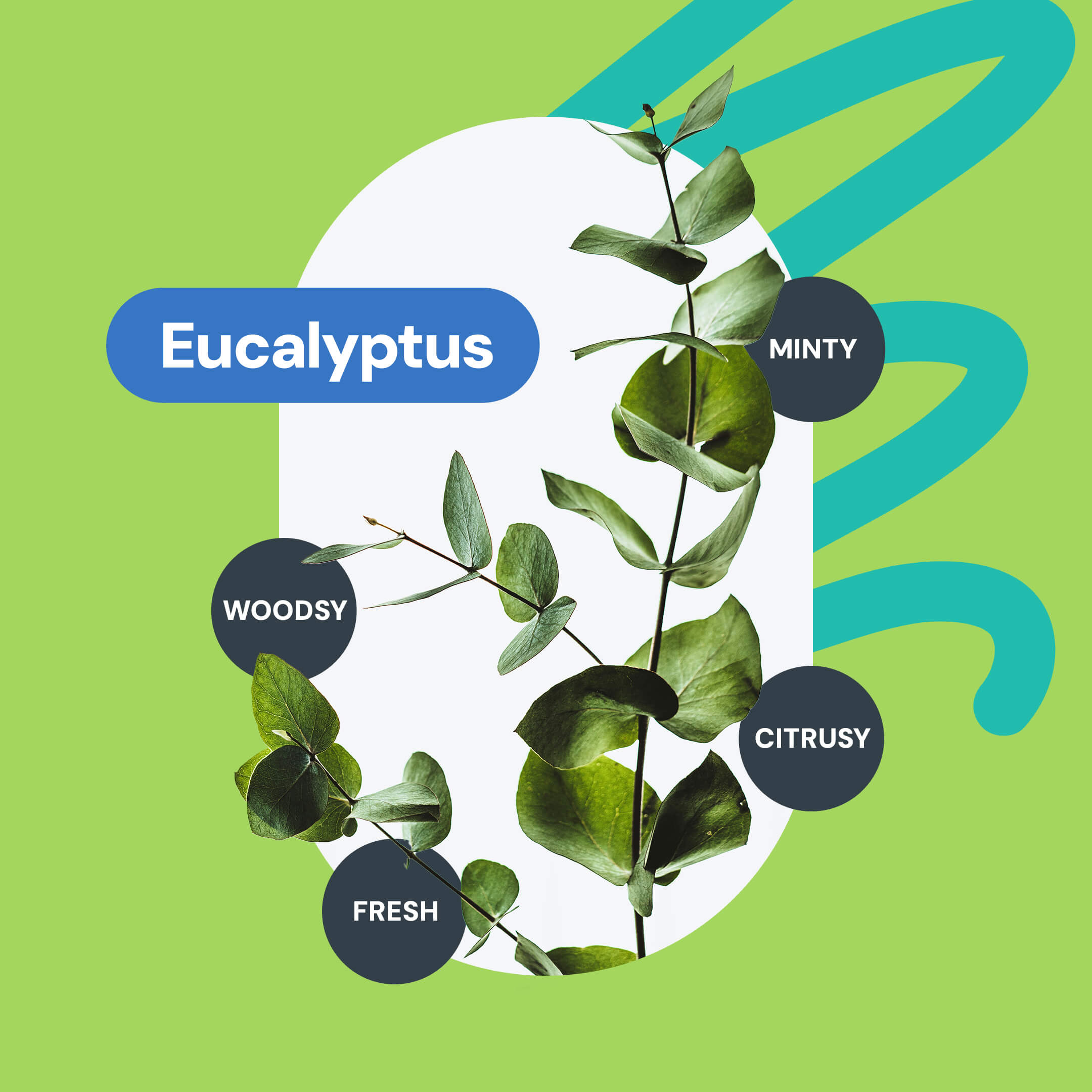 Eucalyptus. Woodsy. Fresh. Citrusy. Minty. variant=49954532098341