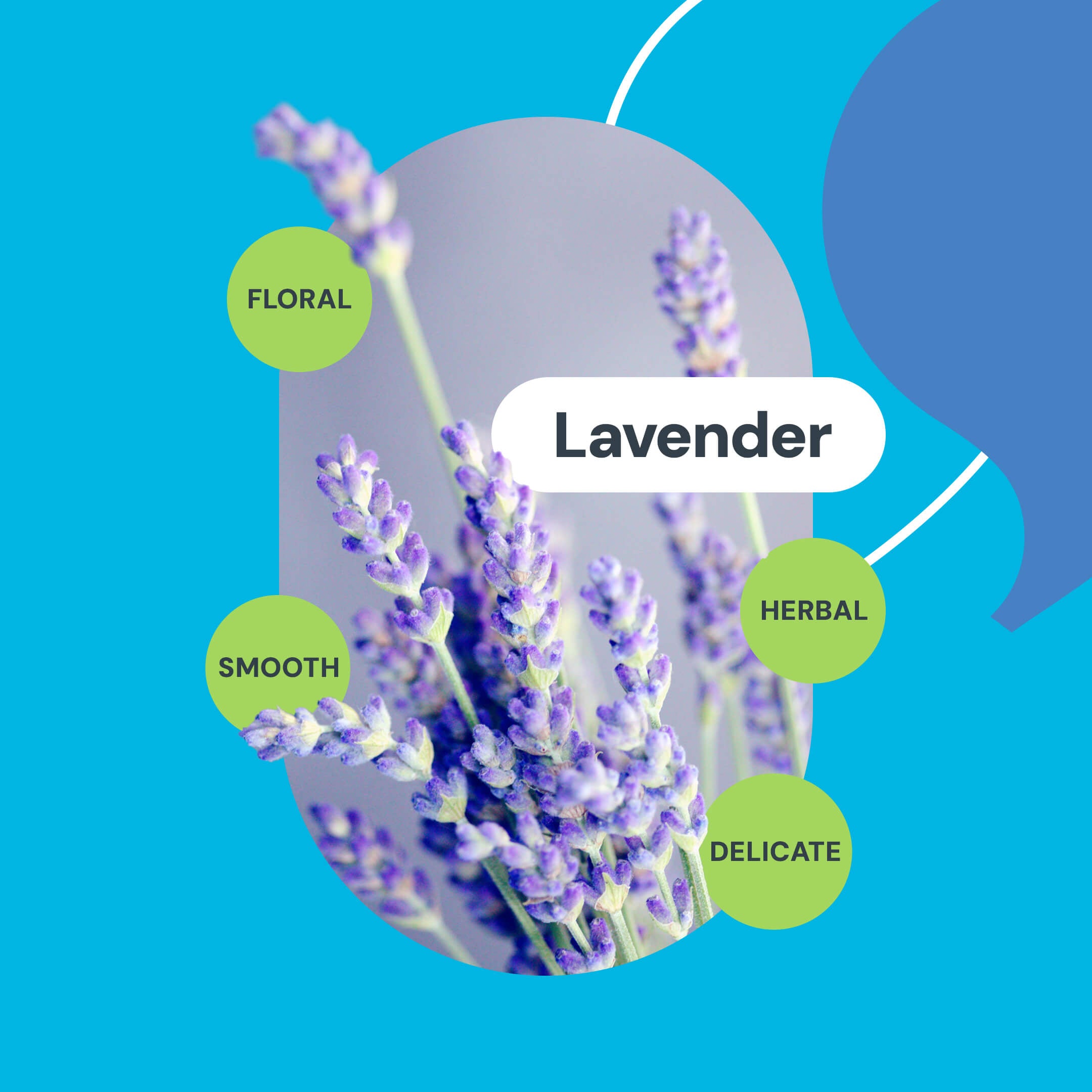 Lavender. Floral. Smooth. Delicate. Herbal. variant=49954532065573